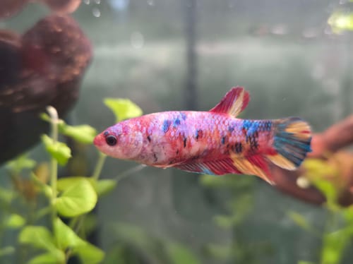 Customer photo review of Female Giant Betta Fish
