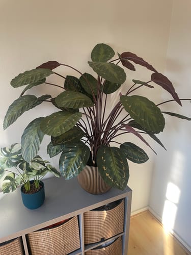 Customer photo review of Calathea Kunstplant 90cm