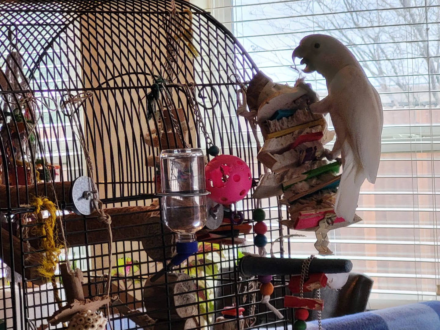 Customer photo review of Big Boy Yucca Toy - Giant Yucca Slices and Pine Wood Bird Toy
