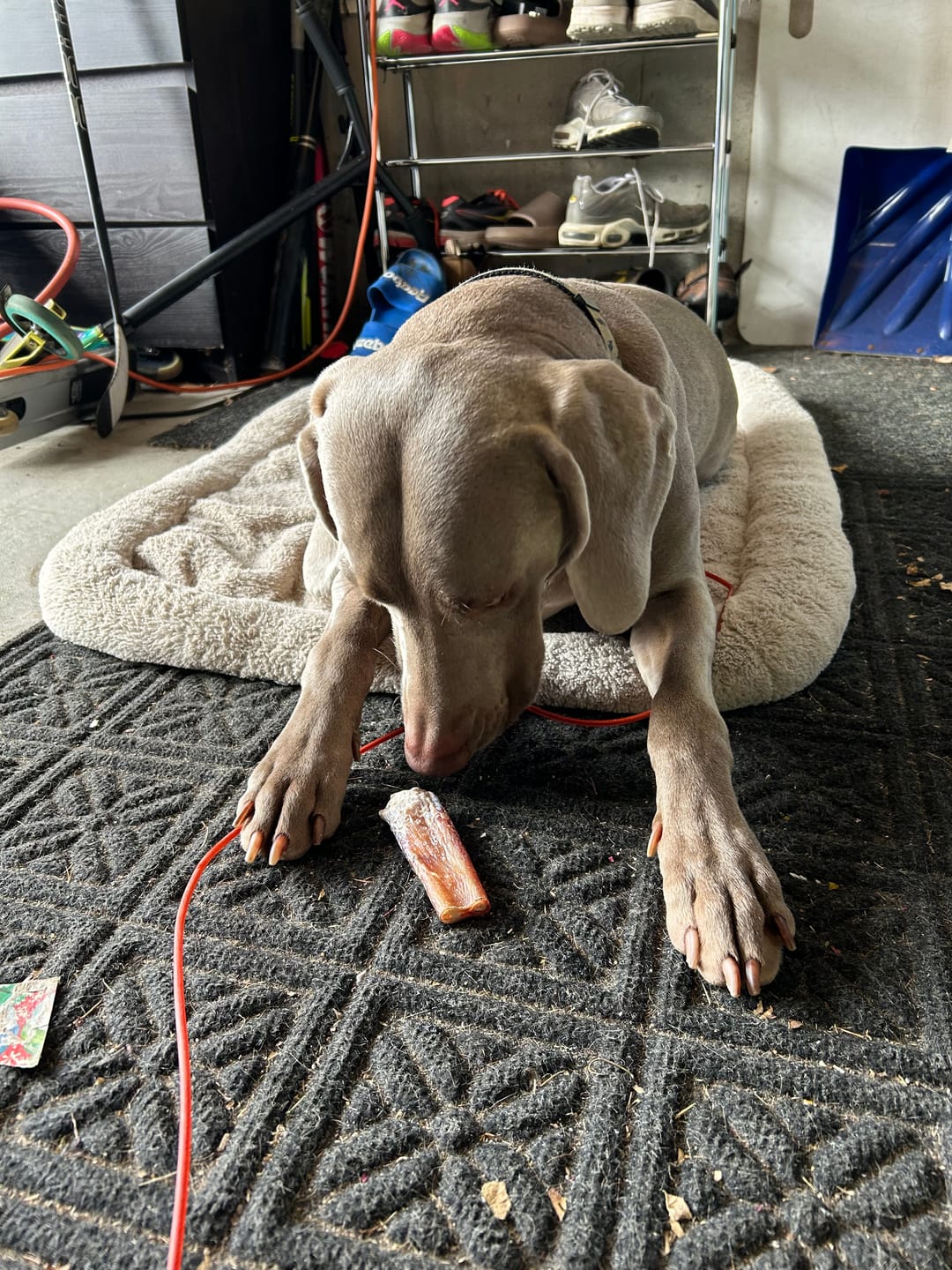 Customer photo review of Mint Himalayan Yak Chew (MEDIUM)
