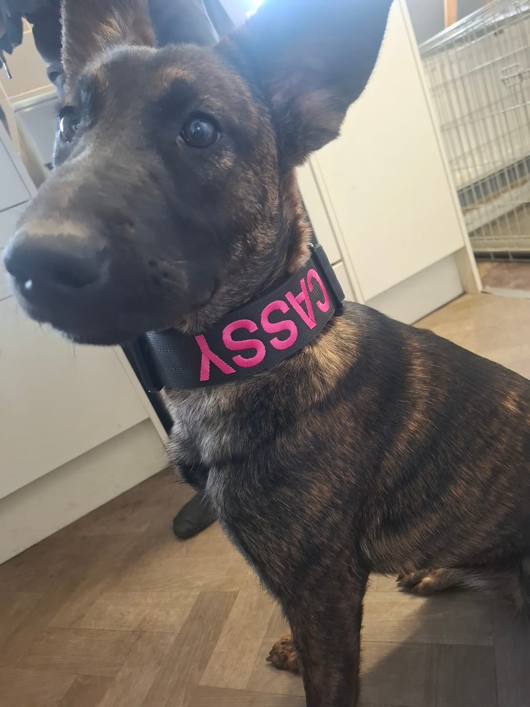 Customer photo review of 5cm Combat® Collar | With Handle & Secure Clip - Black