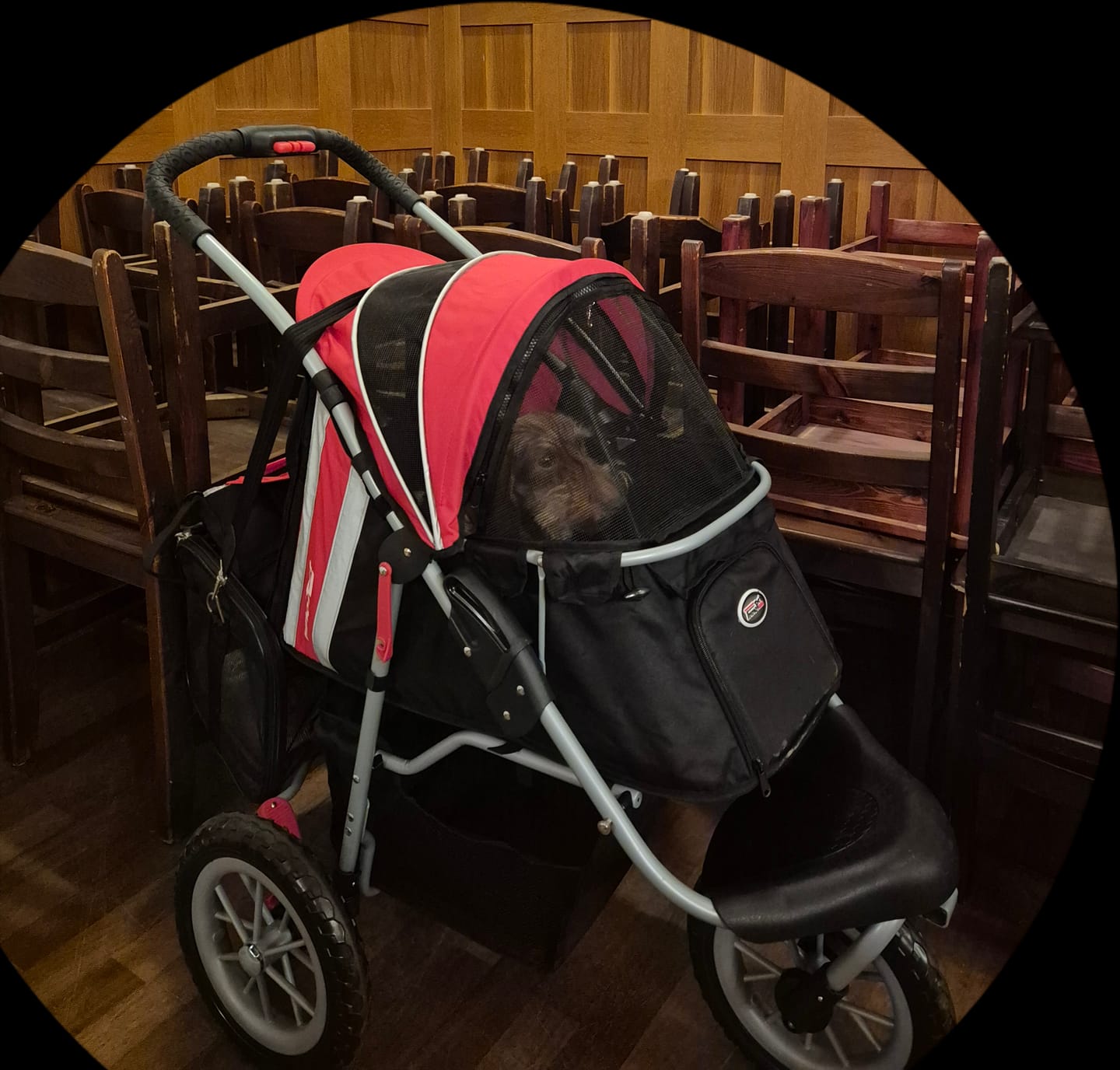 Customer photo review of Comfort EFA ECO lemmikkirattaat