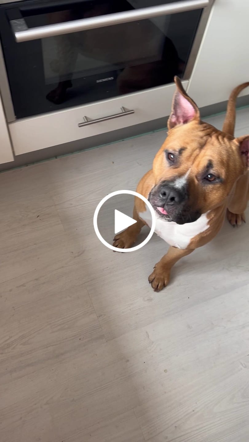 Customer video review of Geweldig Genoten | Pindakaas voor honden