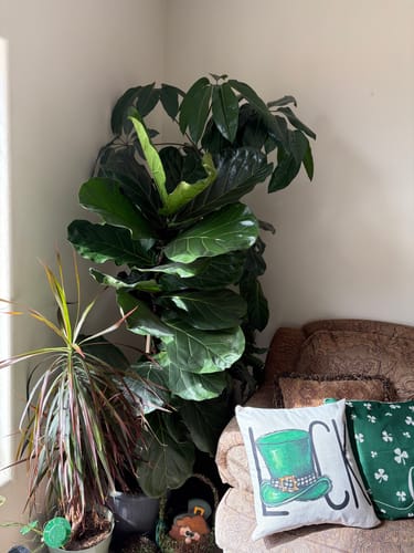 Customer photo review of Fungus Gnat Death Drops