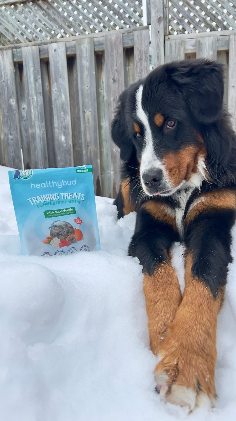 Customer photo review of Beef Mini Training Treats