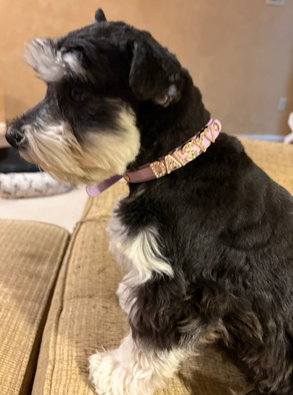 Customer photo review of CUSTOM DOG COLLARS WITH STUDDED JEWELRY