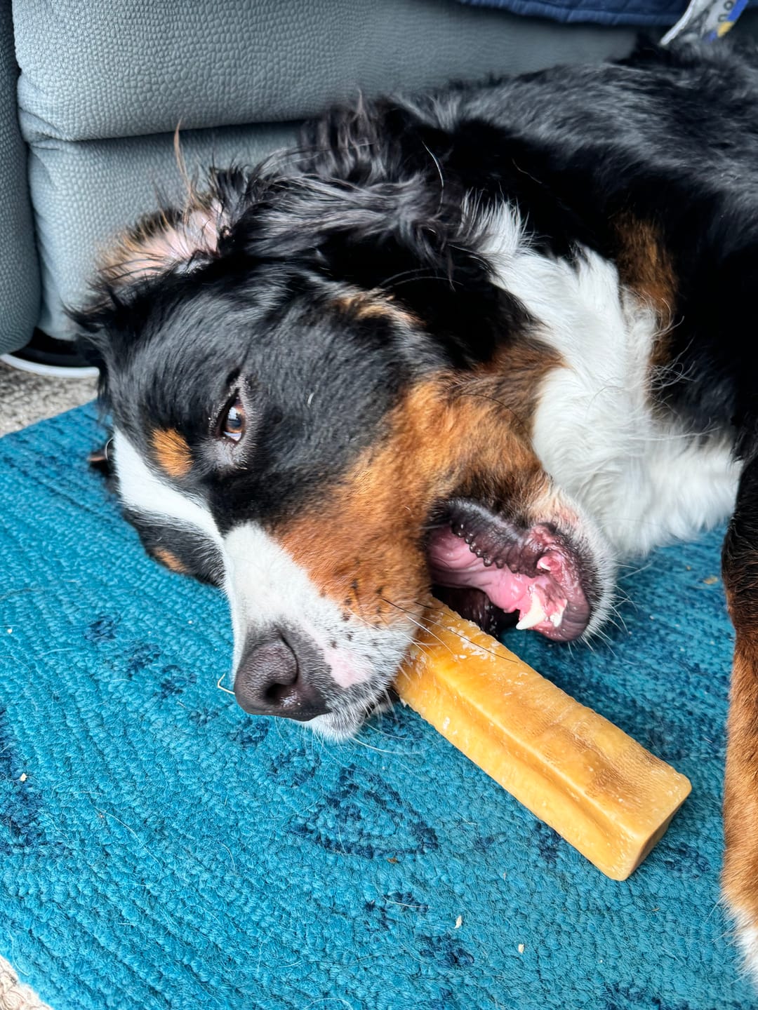 Customer photo review of Himalayan Yak Chew (MEGA)