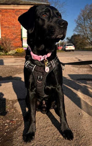 undefined review of Disney© Collar - Piglet - Pink image 1 out of 1