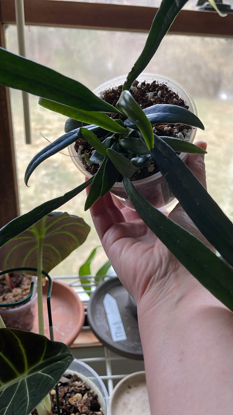 Customer photo review of Microsorum thailandicum 'Blue Oil Fern'
