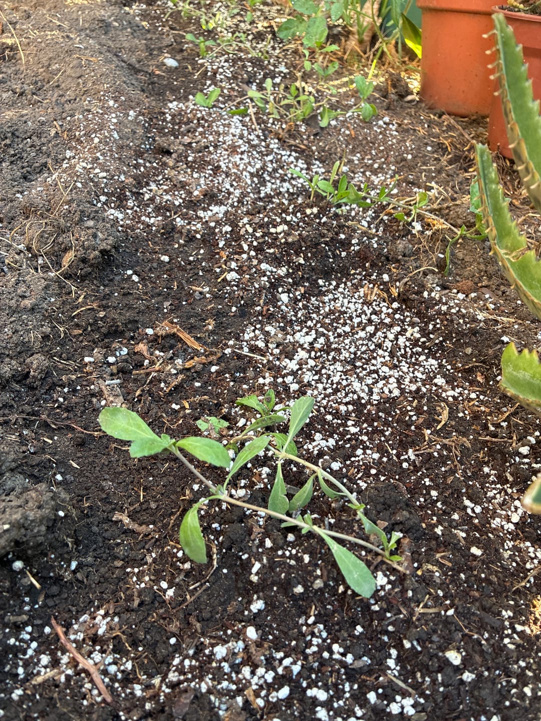 Customer photo review of Sustrato Premium Jardines y Huertos
