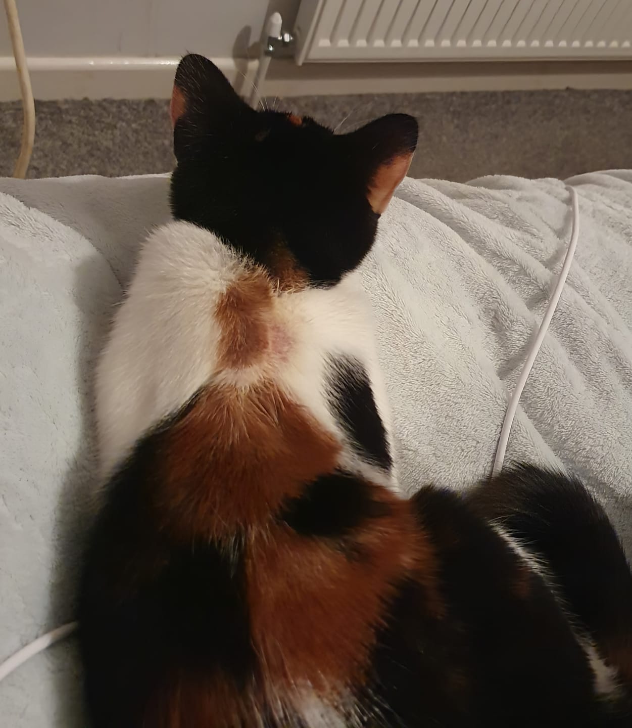 Customer photo review of Cat Gel