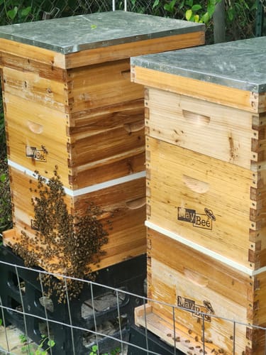 Customer photo review of MayBee Hives 10 Frame 4 Layer Cedar Wood Beehive Dipped in 100% Beeswax, Include 2 Deep Bee Boxes 2 Medium Super Bee Boxes with Pine Wooden Frames and Beeswax Plastic Foundation,Complete beehive kits