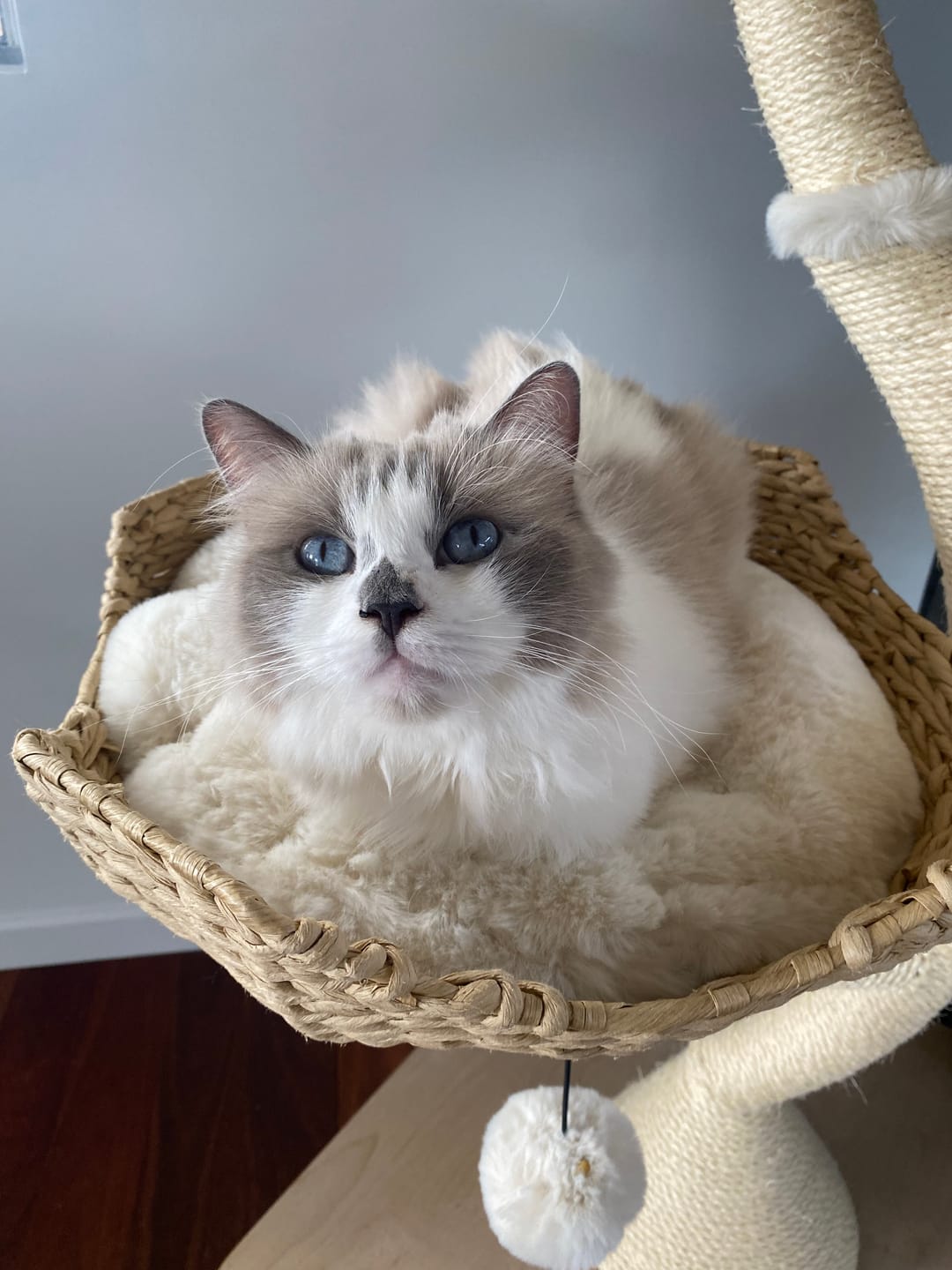 Customer photo review of MICHU Ivy Cat Tower Deluxe 4-Tier Designer Tall Cat Tree