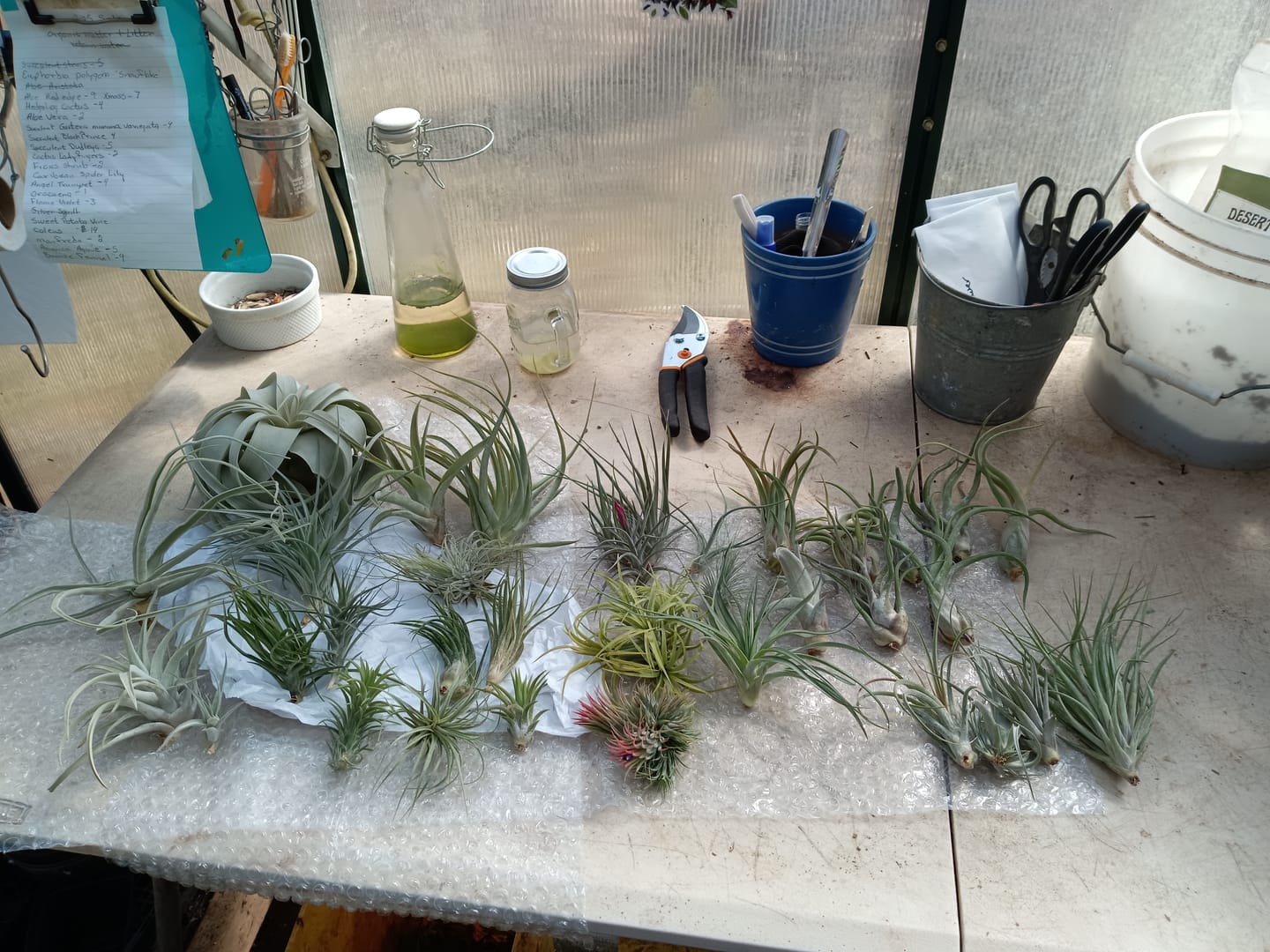 Customer photo review of 15 Pack Premium Air Plants Mix  *Cannot Be Shipped Internationally*