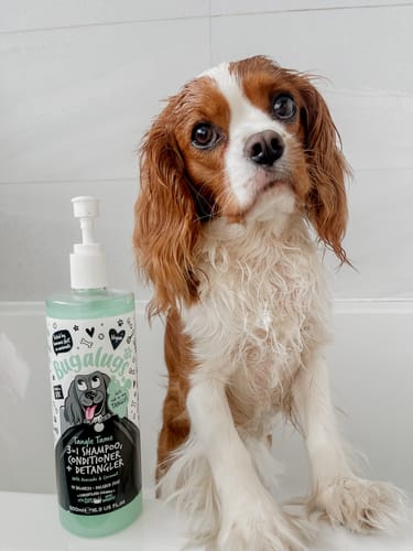 Customer photo review of 3 in 1 Tangle Tame Dog Shampoo, Conditioner & Detangler