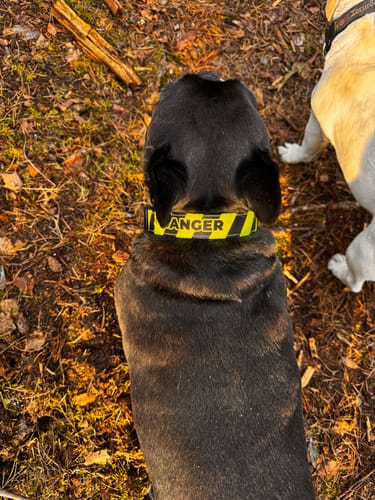 Customer photo review of Danger - Hundehalsband