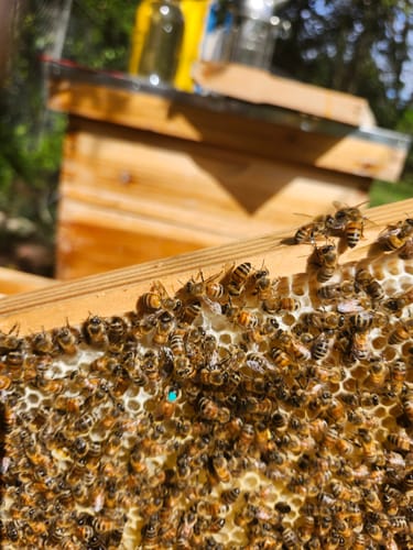 Customer photo review of MayBee Hives 2 PACK Screened Bottom Board with Entrance Reducer, 100% Beeswax Coating, Premium Cedar Wood ,Perfect for Langstroth Hive 10 Frame