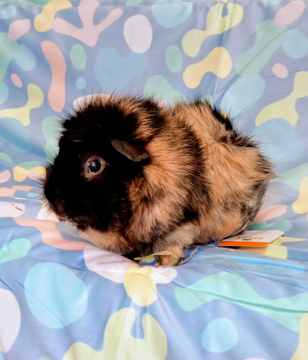 Customer photo review of Fleece Liners | Pigcasso | Velvet