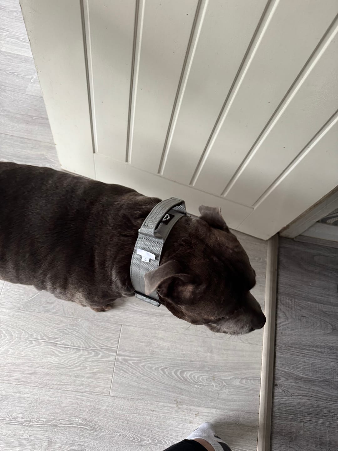 Customer photo review of 5cm Combat® Collar | With Handle & Secure Clip - Metal Grey