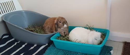 Customer photo review of Timothy Hay Box 'Soft Cut'