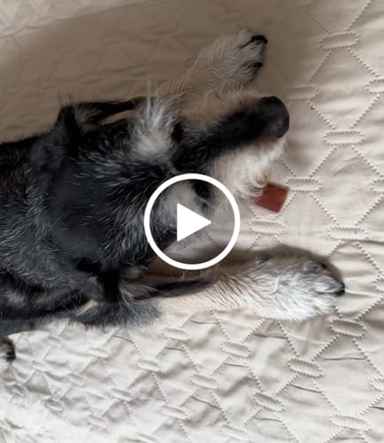 Customer video review of Beef Gullet Chews 4-5"