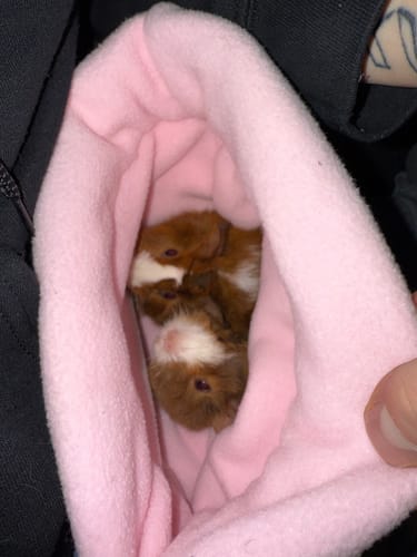 Customer photo review of Serene Sleep Sack | Pigcasso