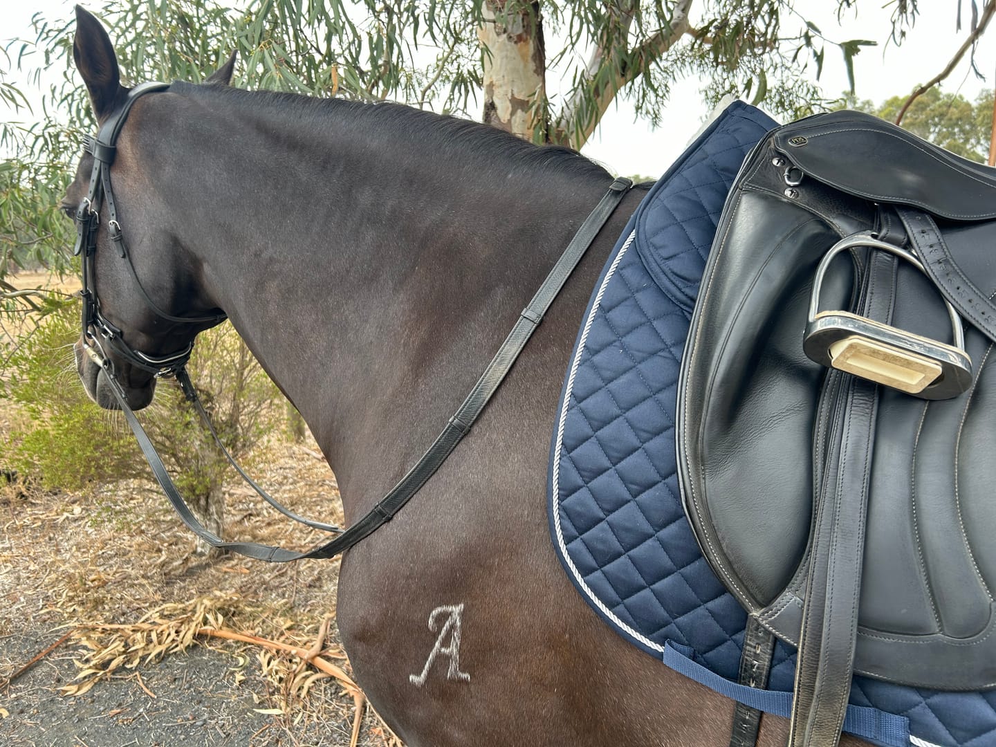 Customer photo review of LE Performance Dressage Saddle Pad with Shims