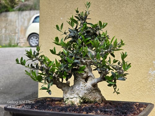 Customer photo review of PRIMAVERA PACK