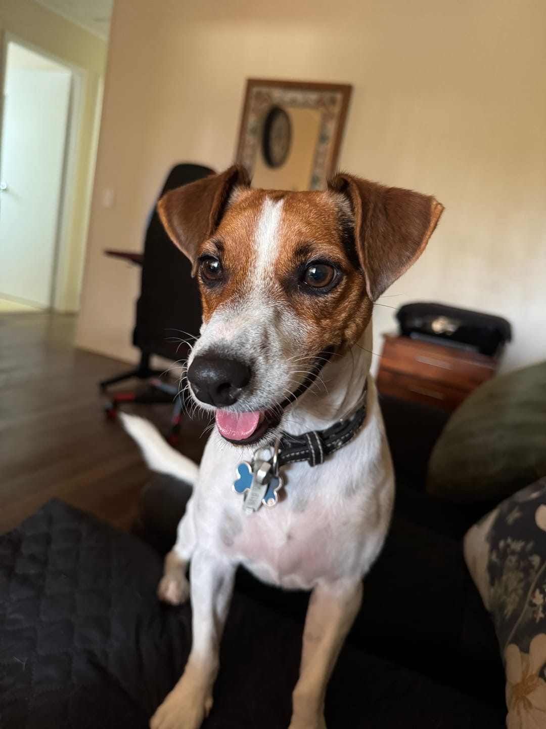 Customer photo review of DoggieBalm Manuka