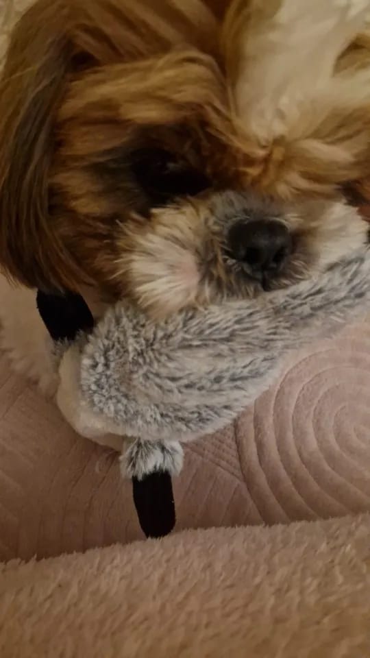 Customer photo review of Simulated Animal Stuffingless Plush Squeaky Dog Toy