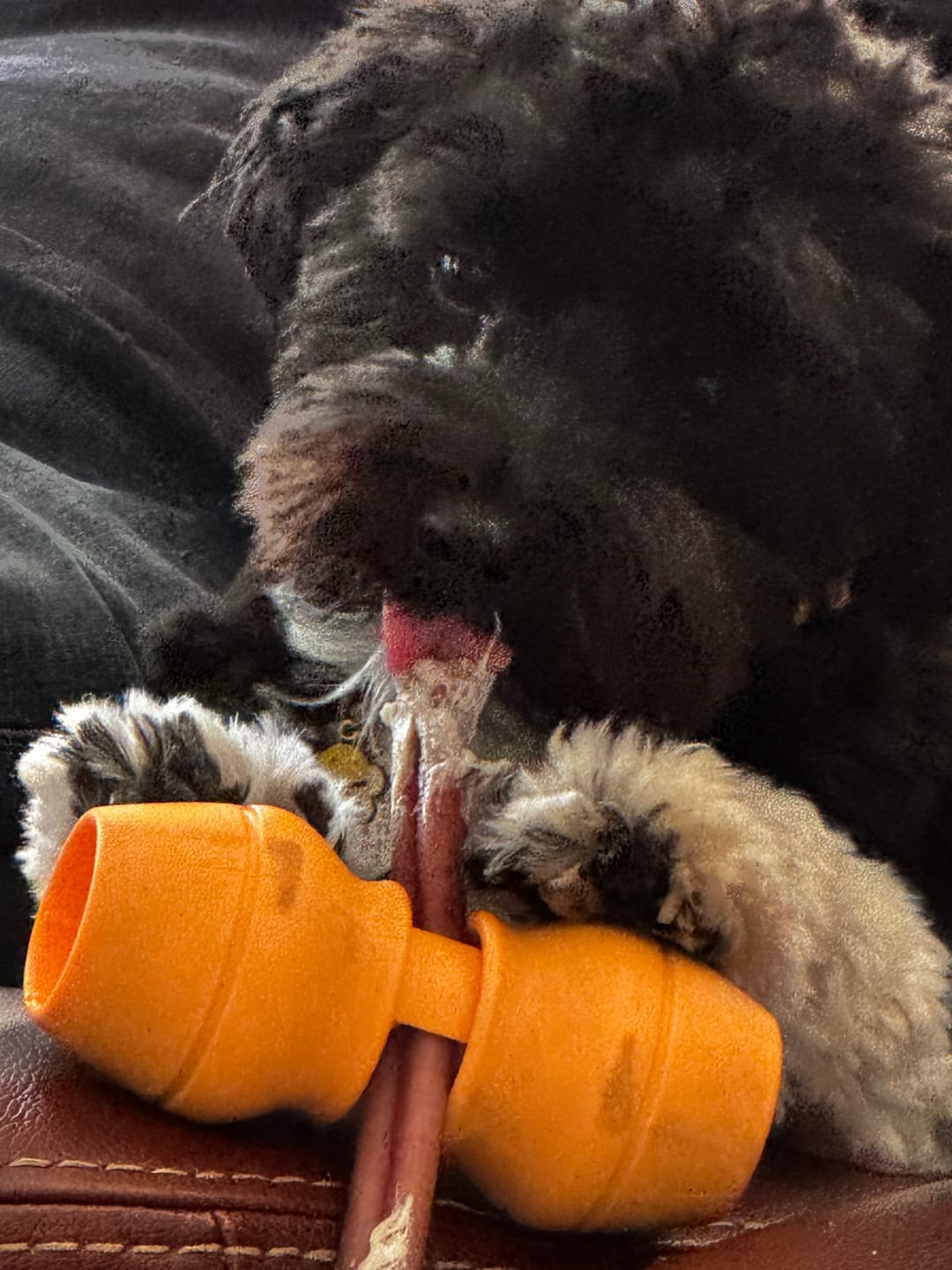 Customer photo review of 12 Inch Standard Bully Sticks