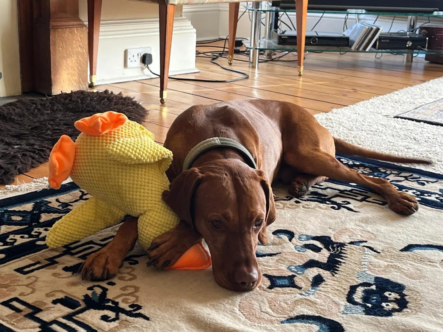 Customer photo review of Dog Calming Plush Duck Stuffed Chew Toy