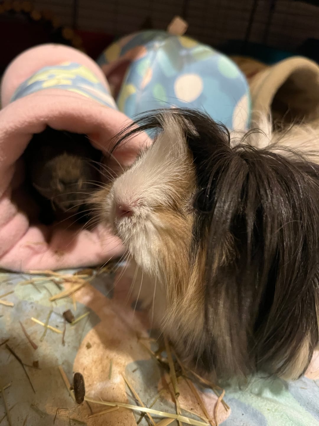 Customer photo review of Tunnel | Pigcasso