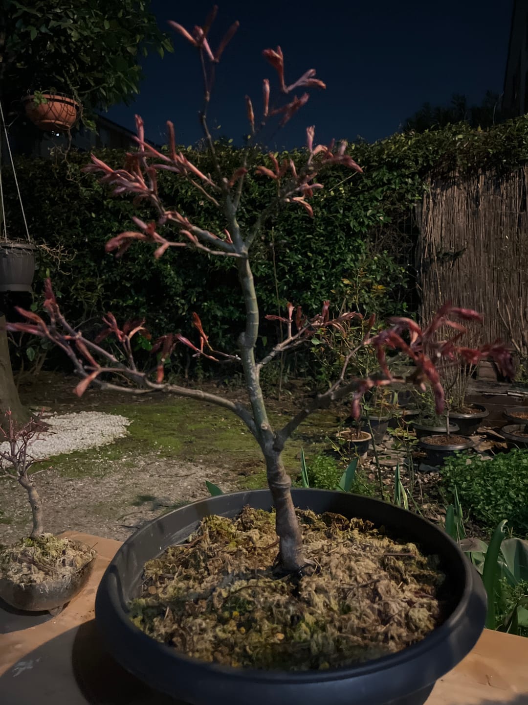 Customer photo review of KRIPTON CB® (Probiotico professionale per bonsai)