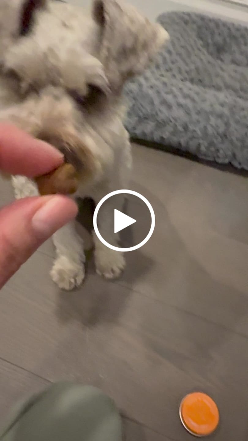 Customer video review of Personalised Treat Tin - Training Aid - Pocket Sized