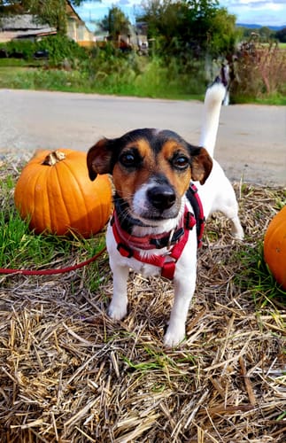 Customer photo review of Shiny Hair