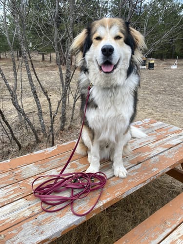 Customer photo review of Biothane Long Line with Detachable Handle