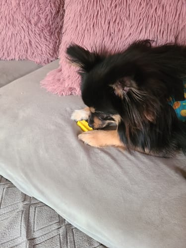 Customer photo review of Mix Flavored Chews ( a Pack of 6 Sticks )