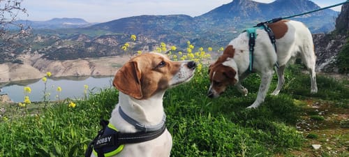 Customer photo review of Pack Perros Castrados