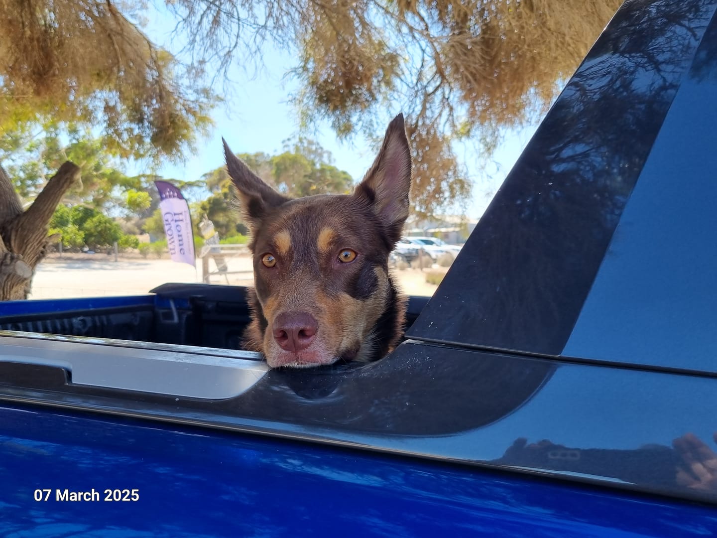 Customer photo review of Bugsy's Air-Dried Turkey