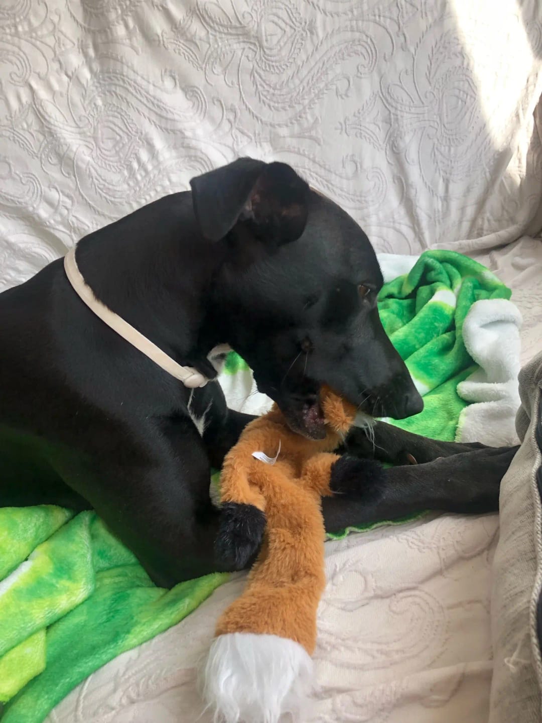 Customer photo review of Simulated Animal Stuffingless Plush Squeaky Dog Toy