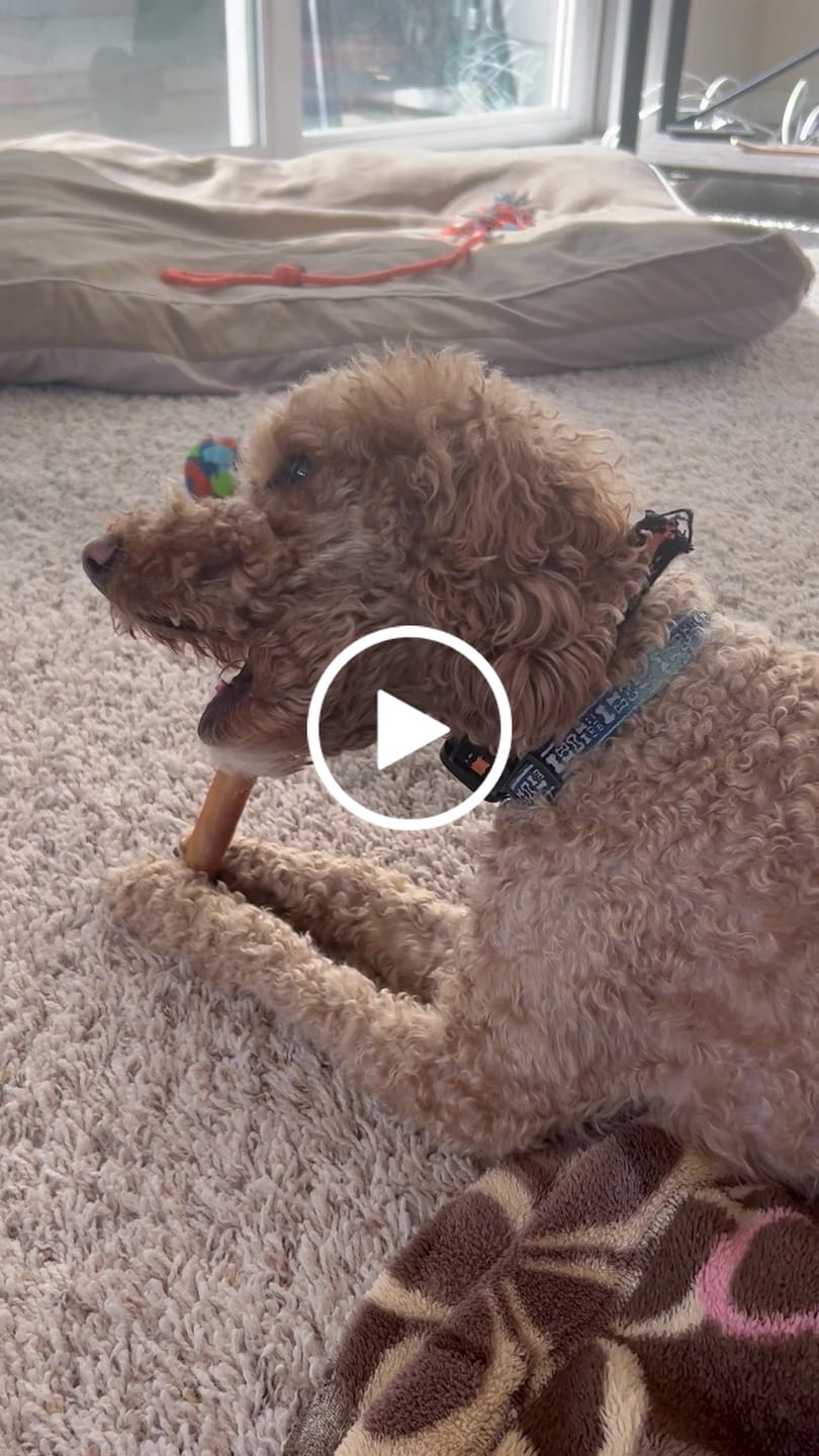 Customer video review of 10"-12" American Jumbo Smoked Bully Sticks