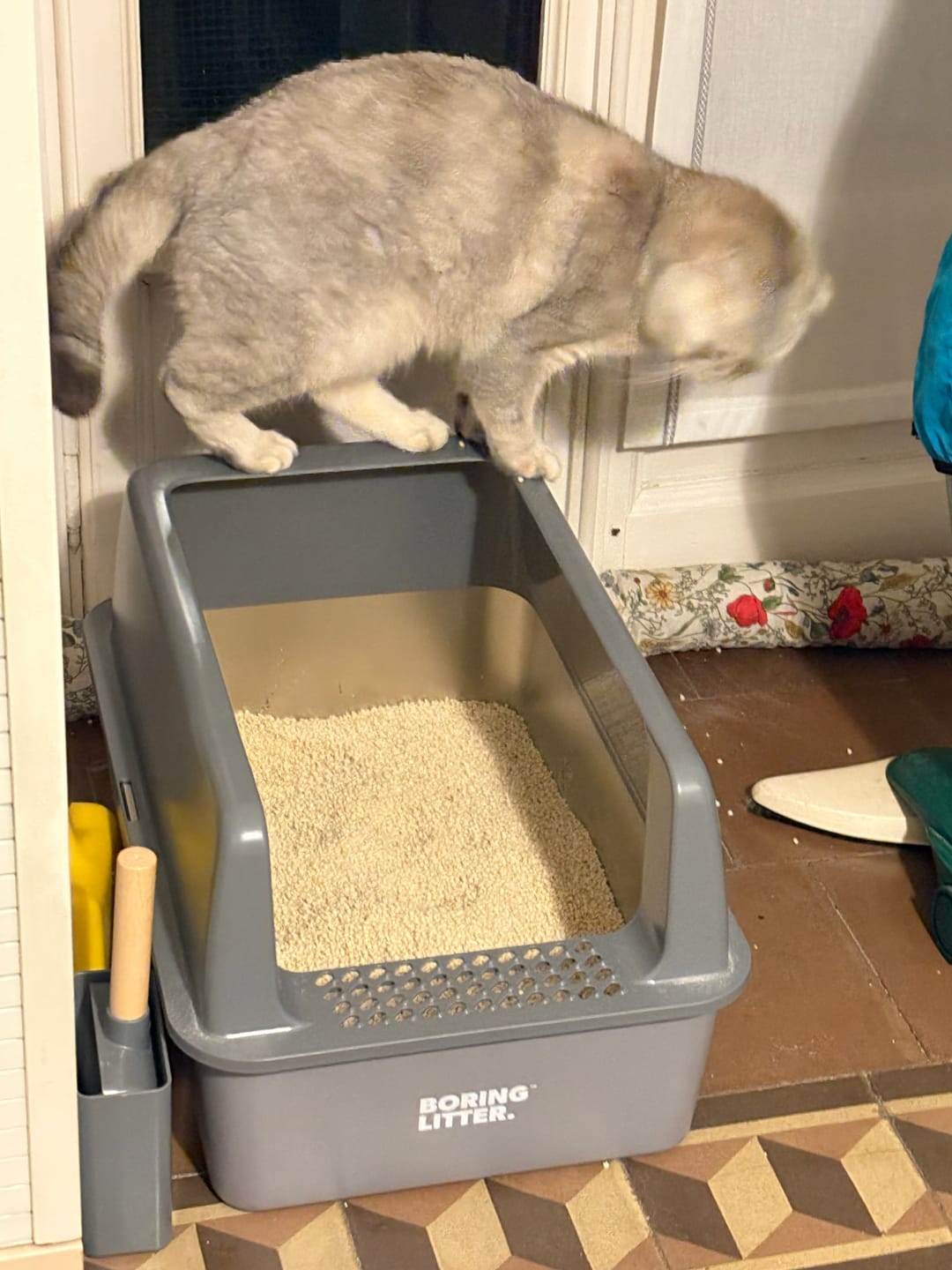 Customer photo review of BORING LITTER - Lettiera in Acciaio INOX