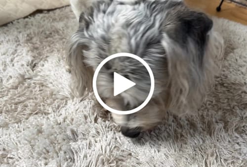 Customer video review of Beef Gullet Chews 9-10"