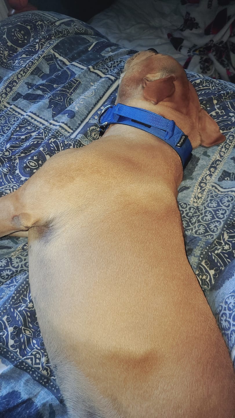 Customer photo review of Performance collar with handle 4CM - Royal blue
