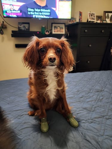 Customer photo review of WagWellies® Mojave