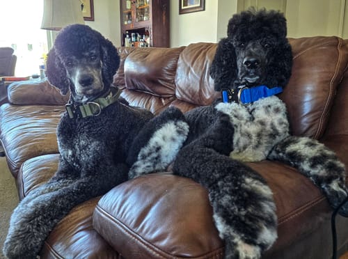 Customer photo review of 1.5" Tacti Slim Dog Collar - Cobalt