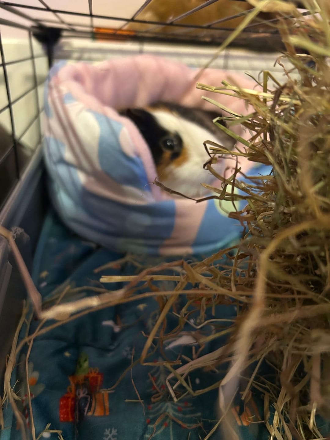 Customer photo review of Comfy Cuddle Cup | Pigcasso