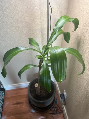 Customer photo review of Plant Food