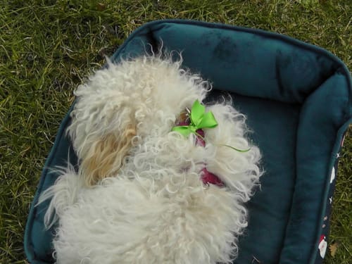 Customer photo review of BSF Larven - getrocknete Soldatenfliegenlarven